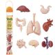 Human Organs 8Pc Figurine Toob